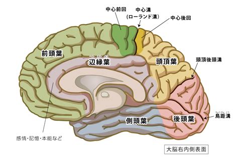 梁葉|脳葉